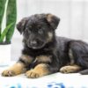 Image of Nolan, a German Shepherd puppy