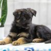 Image of Nolan, a German Shepherd puppy