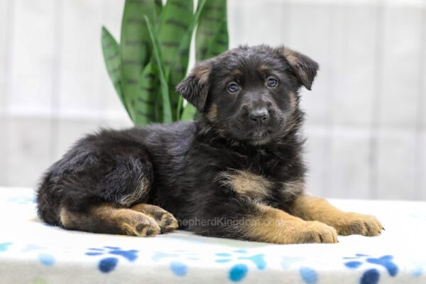 Image of Nolan, a German Shepherd puppy