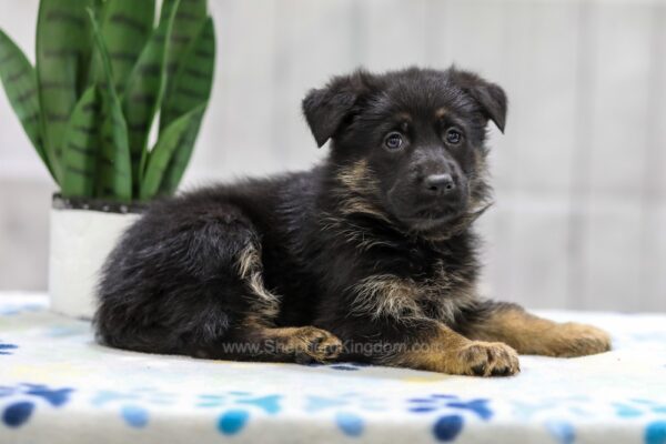 Image of Nova, a German Shepherd puppy