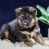 Image of Oliver, a German Shepherd puppy