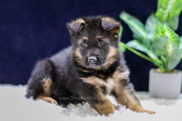 Image of Oliver, a German Shepherd puppy