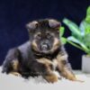 Image of Oliver, a German Shepherd puppy