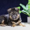 Image of Oliver, a German Shepherd puppy