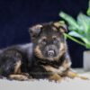 Image of Oliver, a German Shepherd puppy