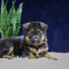 Image of Oliver, a German Shepherd puppy