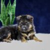 Image of Oliver, a German Shepherd puppy