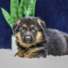 Image of Omar, a German Shepherd puppy