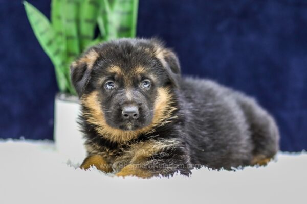 Image of Omar, a German Shepherd puppy