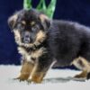 Image of Oscar, a German Shepherd puppy