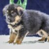 Image of Oscar, a German Shepherd puppy