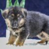 Image of Oscar, a German Shepherd puppy