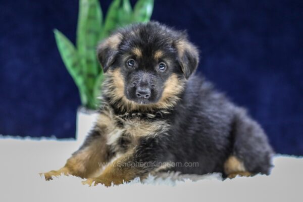 Image of Oscar, a German Shepherd puppy