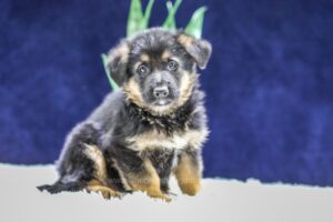 Image of Owen, a German Shepherd puppy