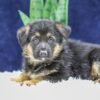 Image of Owen, a German Shepherd puppy