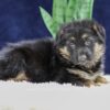 Image of Ozzie, a German Shepherd puppy