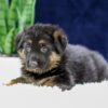 Image of Ozzie, a German Shepherd puppy