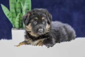 Image of Ozzie, a German Shepherd puppy