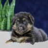 Image of Ozzie, a German Shepherd puppy