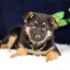 Image of Paisley, a German Shepherd puppy