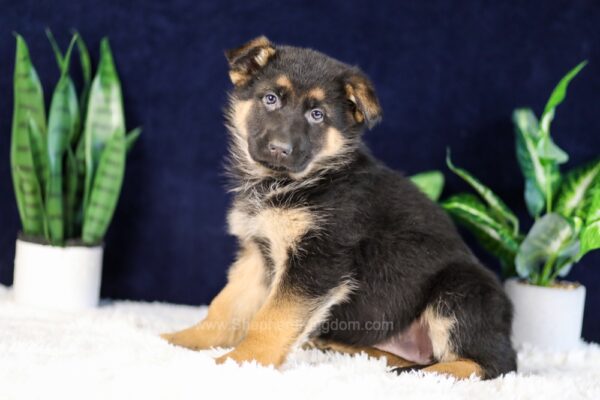 Image of Paisley, a German Shepherd puppy