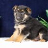 Image of Paisley, a German Shepherd puppy