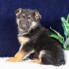 Image of Paisley, a German Shepherd puppy