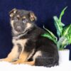 Image of Paisley, a German Shepherd puppy