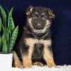 Image of Paisley, a German Shepherd puppy