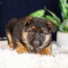 Image of Parker, a German Shepherd puppy