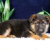 Image of Parker, a German Shepherd puppy