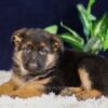 Image of Parker, a German Shepherd puppy