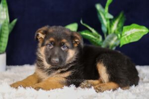 Image of Parker, a German Shepherd puppy