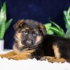 Image of Parker, a German Shepherd puppy