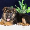 Image of Parker, a German Shepherd puppy