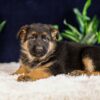 Image of Parker, a German Shepherd puppy