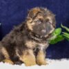 Image of Patrick, a German Shepherd puppy