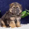 Image of Patrick, a German Shepherd puppy