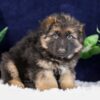 Image of Patrick, a German Shepherd puppy