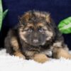 Image of Patrick, a German Shepherd puppy