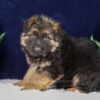 Image of Patrick, a German Shepherd puppy