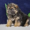 Image of Patrick, a German Shepherd puppy