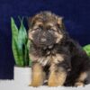 Image of Patrick, a German Shepherd puppy