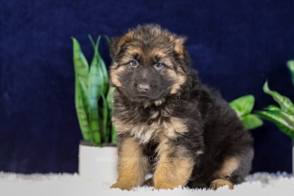 Image of Patrick, a German Shepherd puppy