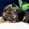 Image of Patrick, a German Shepherd puppy