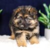 Image of Penelope, a German Shepherd puppy