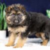 Image of Penelope, a German Shepherd puppy