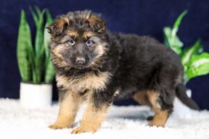 Image of Penelope, a German Shepherd puppy