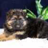 Image of Penelope, a German Shepherd puppy