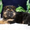 Image of Penelope, a German Shepherd puppy